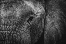 Grayscale Photo Of Elephant In Close Up