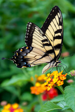 Tiger Swallowtail Butterfly Perched On Yellow Flower In Close Up Photography