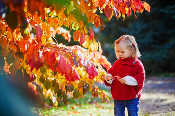 Wall Mural - Adorable toddler girl playing in autumn park