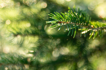 Wall Mural - a macro of a young pine tree branch