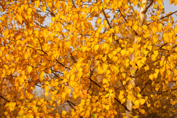 Poster - Yellow birch branches with yellow and orange folliage at autumn forest. Picturesque fall scene in Carpathian mountains, Ukraine. Landscape photography