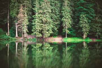 Wall Mural - Clear water in a forest lake with pine trees. Landscape photography