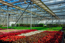 Growing Multicolored Begonia Flower Seedlings In Modern Hydroponic Greenhouse