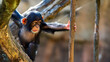 Cute baby chimpanzee nervously reaches for a vine as it climbs