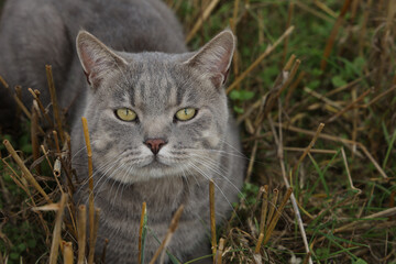 Wall Mural - Grey domestic cat in the farm field with pruned straws