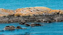 Seals Sunbathing On Lichen Covered Rocks In The Pacific Ocean