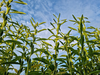 Canvas Print - the appearance of sesame in the field.
