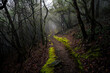Mossy path leading into the fog