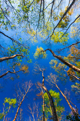 Poster - Low angle view of colorful forest against blue sky.