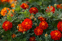 Photo Of Marigold Flowers In The Garden.