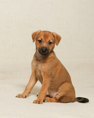 Wall Mural - a charming puppy sits and looks carefully. a small, cute pet. 