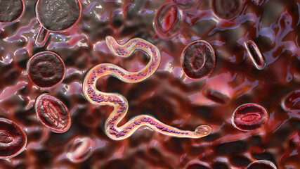 Wall Mural - Brugia malayi in blood, a roundworm nematode