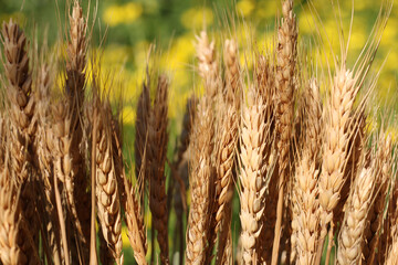 Dry Wheat Stalks With Blurred Yellow Canola Field in Background