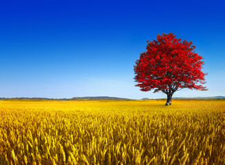 Poster - Amazing landscape of lonely tree in autumn with vivid colors