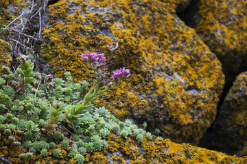 Wall Mural - Succulent close-up and macro, green and purple color