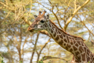 Wall Mural - Giraffe in front Amboseli national park Kenya masai mara.(Giraffa reticulata) sunset.