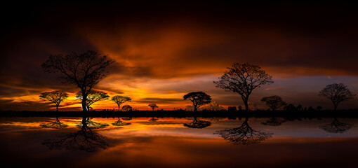 Wall Mural - Panorama silhouette tree in africa with sunset.Tree silhouetted against a setting sun reflection on water.Typical african sunset with acacia trees in Masai Mara, Kenya.