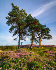 Wall Mural - Scots Pine Trees on Hepburn Moor, located near Chillingham, north Northumberland in the North East of England and is covered in blooming heather during summer