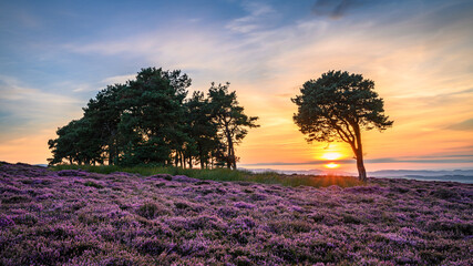 Wall Mural - sunset on hepburn moor, located near chillingham, north northumberland in the north east of england 