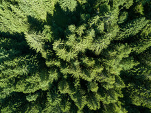 Aerial Top View Of Green Trees On A Rocky Mountain