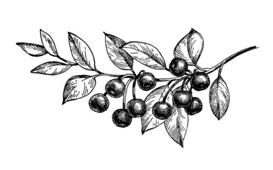Wall Mural - Cherry ink sketch.