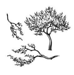 Wall Mural - blooming cherry tree and branches.