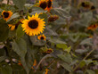 large sunflowers in warm colors