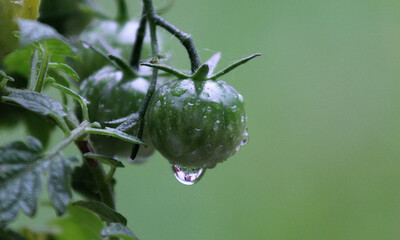 Canvas Print - Bunch of fresh green tomatoes with dewdrops at the garden