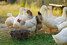 Eating Geese On Farmyard