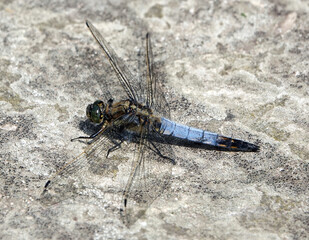 Closeup of a black-tailed skimmer dragonfly
