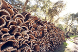 Fototapeta Młodzieżowe - Piles of cork in portugal