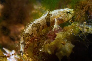Wall Mural - tubenose goby, curious active gobiidae species, dwarf saltwater specimen search for food on stone, covered with green and brown algae in Black Sea marine biotope