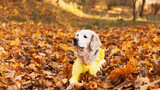 Fototapeta Pokój dzieciecy - Golden retriever dog wearing in a yellow raincoat in nature. Autumn in park or forest. Pets care concept.