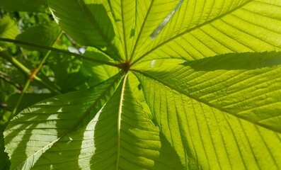 Canvas Print - branch of chestnut tree with fresh green leaves,