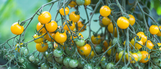 Ripe yellow organic tomatoes in the garden, greenhouse, ampelous tomato variety