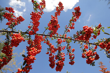 Poster - Rowan growing on the tree