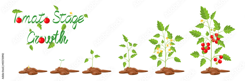 Growth stages of tomato plant. Cartoon vector illustration. Life cycle ...