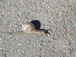 Snail on slow path over stony ground Schnecke auf ihrem langsamen Weg über steinigen Untergrund