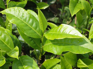 Canvas Print - Closeup shot of green-colored healthy tea leaves