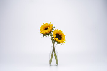 Canvas Print - Closeup shot of sunflowers on white background