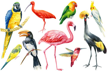 Set of tropical birds on isolated white background, watercolor botanical illustration. Wildlife