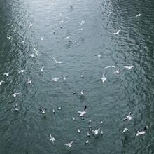 Flying Gulls