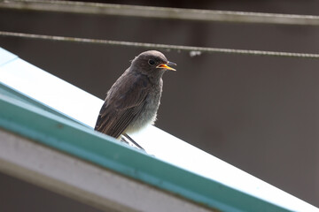 Poster - Redstart sits on a clothesline outside the house.