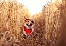 Funny Portrait Of A Cute Corgi Dog In A Straw The Hat Sits Among The Golden Ears