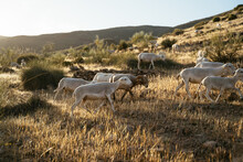 A Goats Herd Walking And Looking For Food