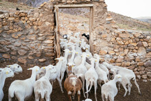 A Goats Herd Go Out From The Stable