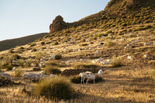 A Herd Of Goats In The Mountain Looking For Food