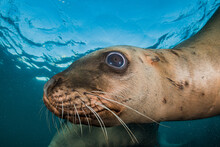 Steller Sea Lion Portrait