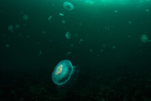 Moon Jellyfish Bloom