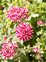 Canvas Print - (Verbena X hybrida) Verveine d'été ou verveine hybride 'Superbena Coral Star' à fleurs roses vif étoilées de blanc en ombelles au sommet de tige